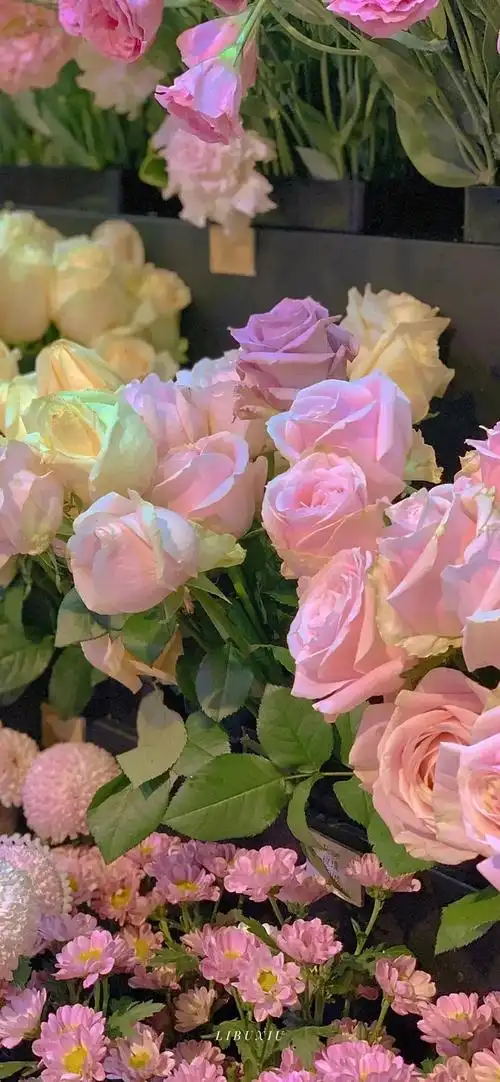 手机丨分享四处搜罗的玫瑰鲜花氛围感壁纸