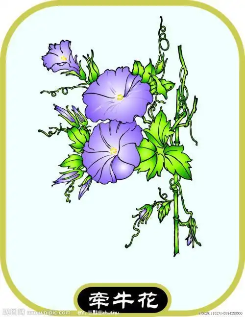 三年级牵牛花手抄报三年级手抄报