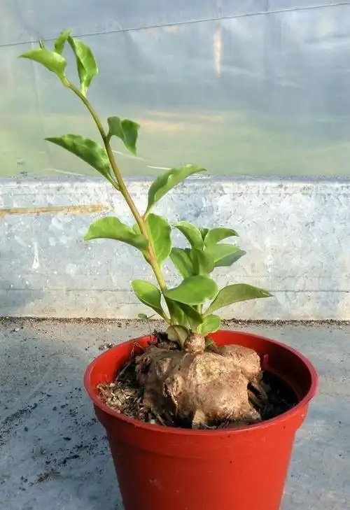 藤三七有这么多功效,它自己都没料到吧