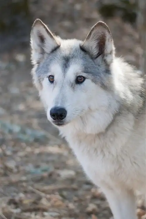 壁纸 狼,看,脸,树 2880x1800 hd 高清壁纸, 图片, 照片