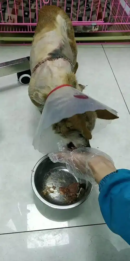 接到求助电话,赶赴双流救助的一只被虐待的狗狗,全身40%皮毛被活剥