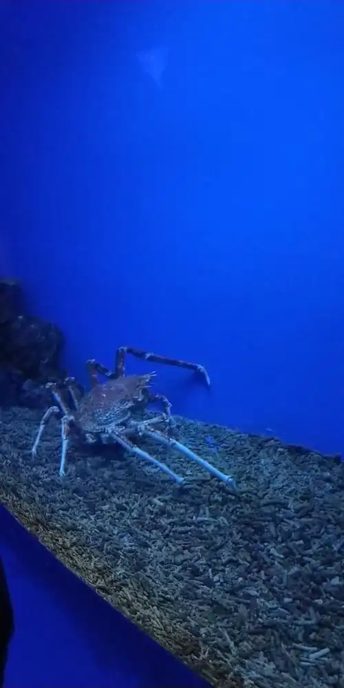 海洋生物与标本