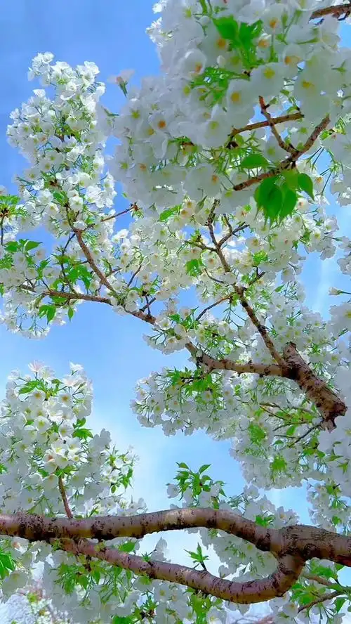 清新脱俗,淡雅唯美,让人感到佛门清静,云水禅天