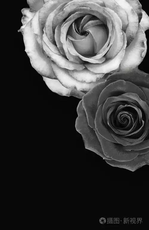 黑暗背景下的黑白玫瑰