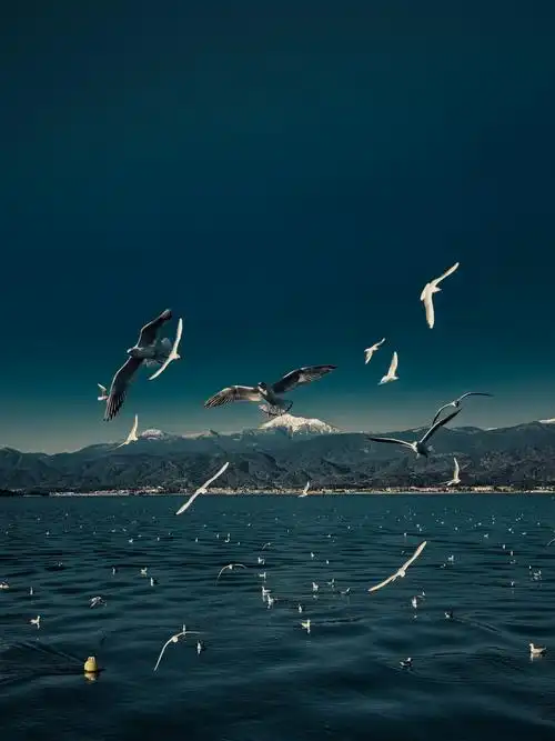 自由翱翔的海鸥图片