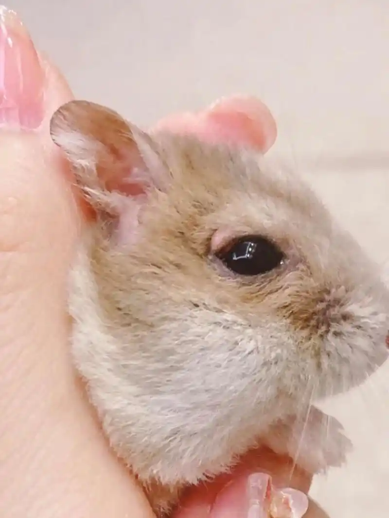 仓鼠眼睛发炎跟皮肤脱毛的处理方法:第一页 今天出一篇关于仓鼠眼周