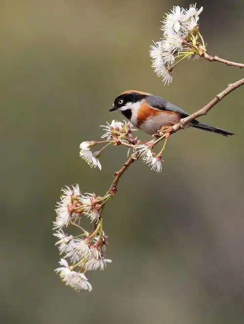 花鸟图(二)-中关村在线摄影论坛