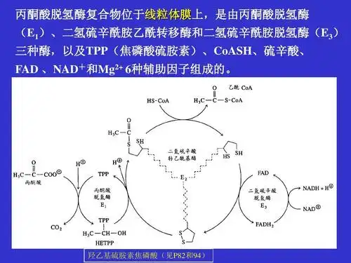 高等教育 理学 【ppt】柠檬酸循环 生物化学 丙酮酸脱氢酶复合物位于