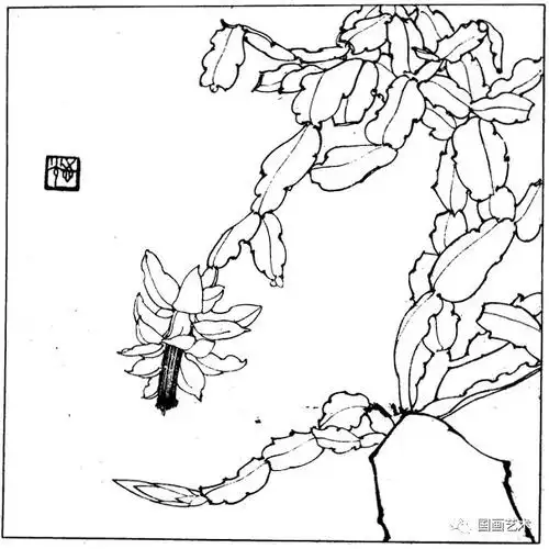 百花苑——白描百花分享(五)|工笔|勾线|用笔_网易订阅
