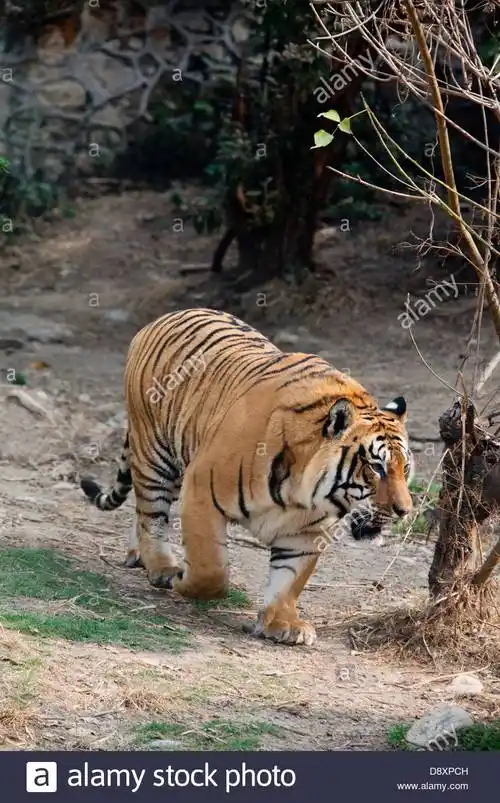 远东北亚巨虎 _ 哔哩哔哩相簿