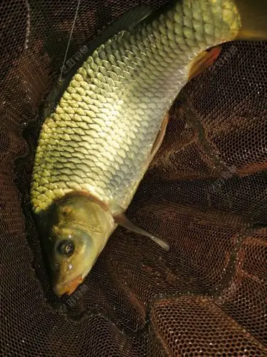 目标鱼未出现却捅了鲤鱼窝