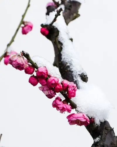 其它 寒梅傲雪 写美篇近几年碧沙岗公园每年都举办迎新春蜡梅梅花展