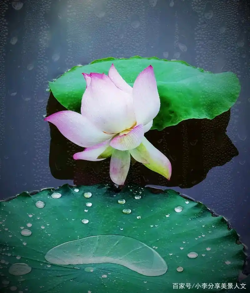 雨后的荷花又是另一番景象,你会喜欢我拍摄的荷花水滴照片吗?