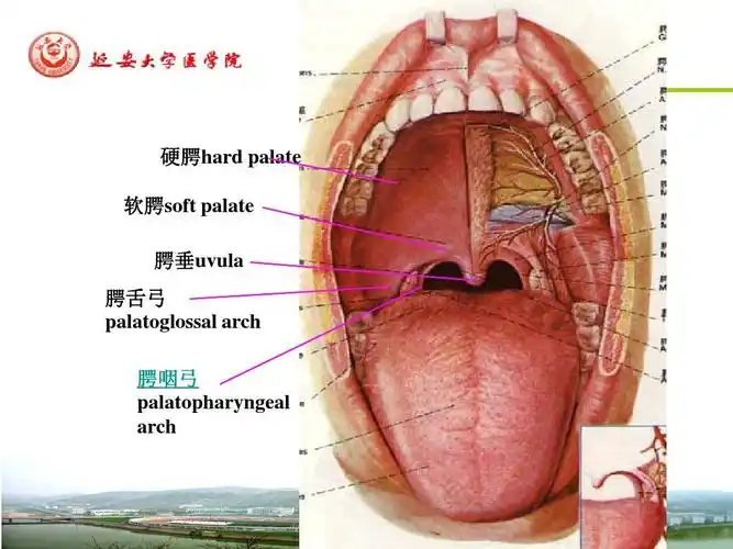 al arch 腭咽弓 palatopharyngeal arch硬腭hard palate 软腭soft