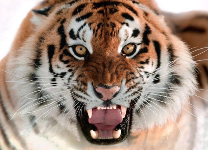 英语词汇篇动物合唱团之二