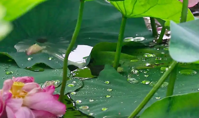 【首发】雨后荷塘