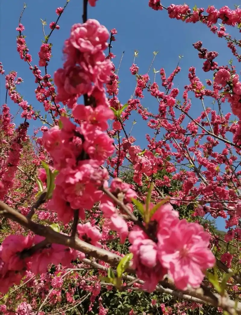 满树桃花香吐蕊:远远就闻到了桃花的芳香;那粉色的桃花一朵挨着 - 抖