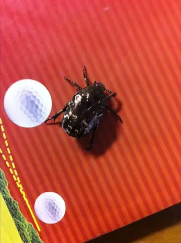 这是什么甲虫?会飞.