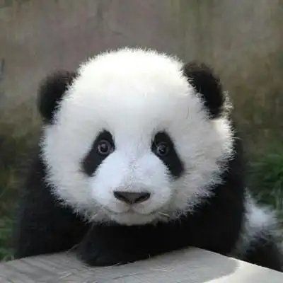 求高清的大熊猫头像不要卡通的谢谢