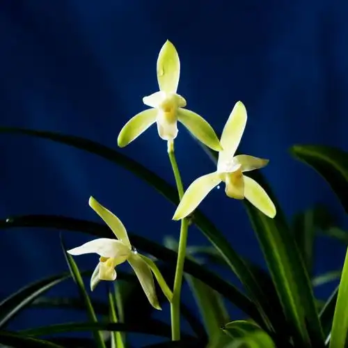 春兰秋蕙之韵(兰馨原创诗歌摄影)