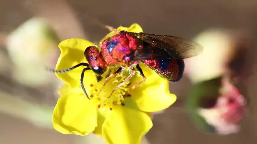 青蜂最美的蜜蜂,身披七彩霞衣,带有金属光泽.
