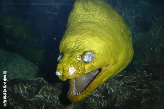 盘点地球上10种最令人恶心恐惧的怪鱼(图)