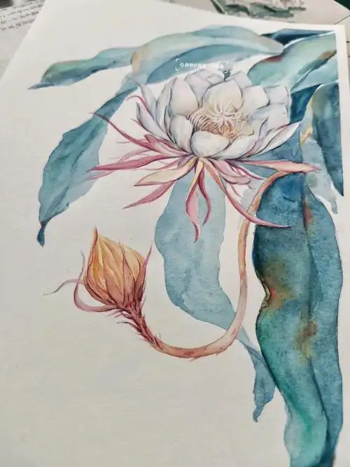 昙花一现昨晚看见了流星#水彩  #绘画