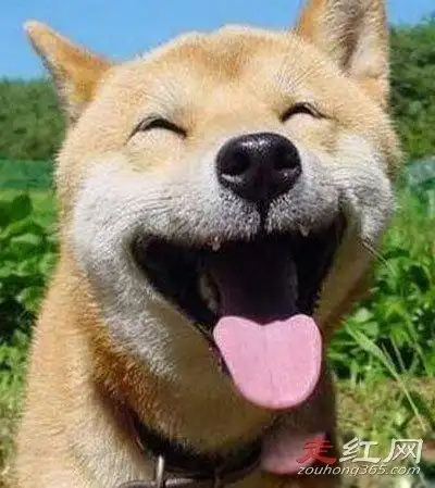 说起微笑狗恐怖故事是真的很玄乎的,主要是一个业余