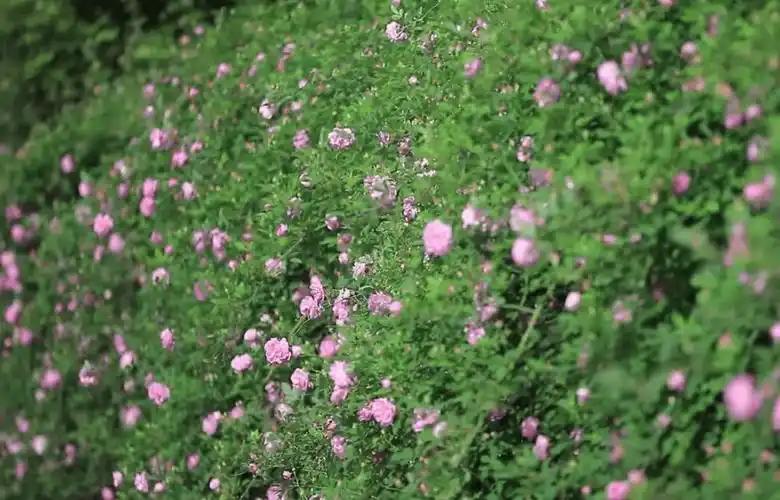 蔷薇,樱花开满园,这个周末去这里→_粉色_开州_漫山遍野