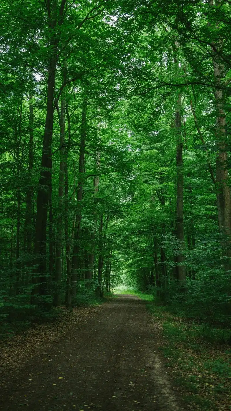 一组护眼壁纸,喜欢点赞关注吧.