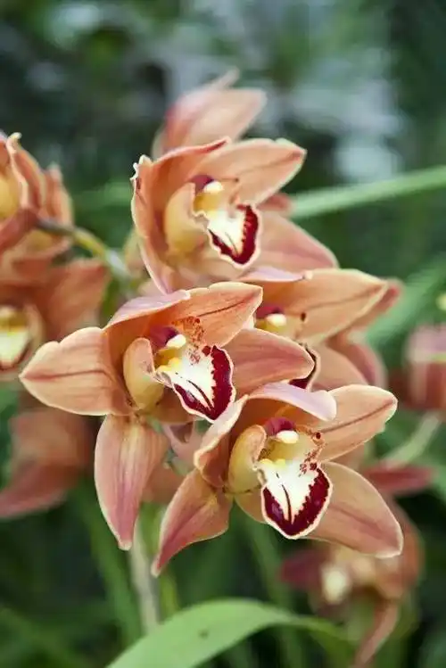 君子_芬芳_幽兰