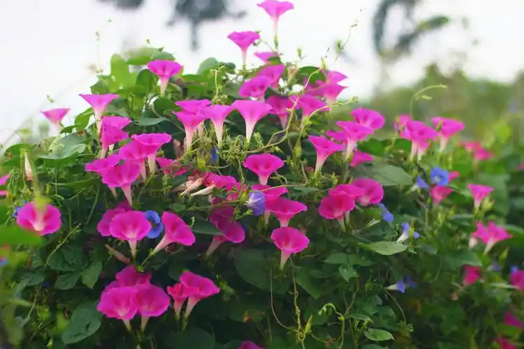 牵牛花开的季节