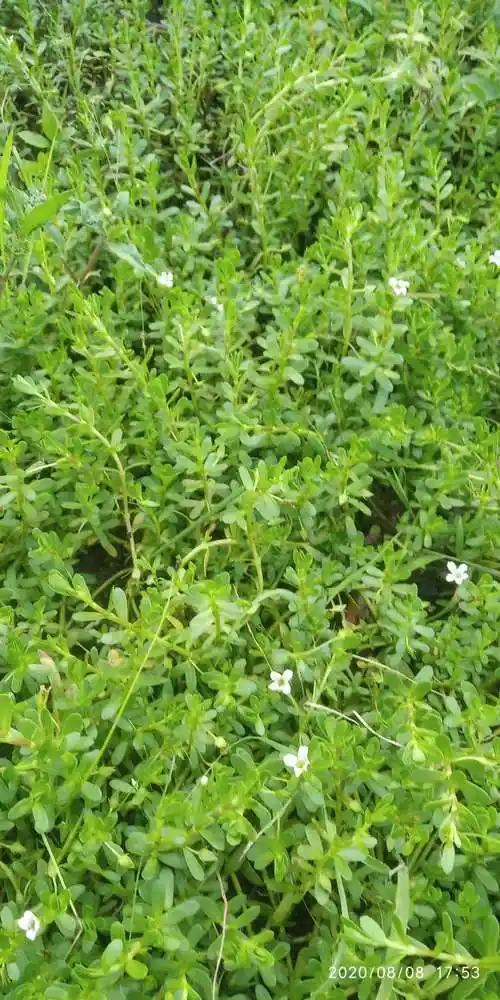 包邮潮汕青草药现采新鲜假马齿苋白猪母菜蛇兰草白花老鼠耳白咬墙