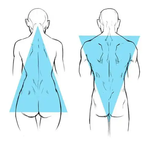 男性女性背部肌肉表现与差异  by:仲間安方网页链接#绘画参考##人体