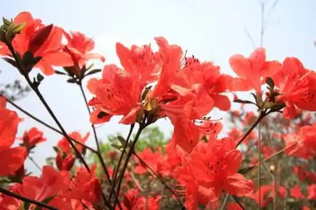 爆款·特惠98元【休闲赏杜鹃】每周四,六,日出发,又见满山映山红·登