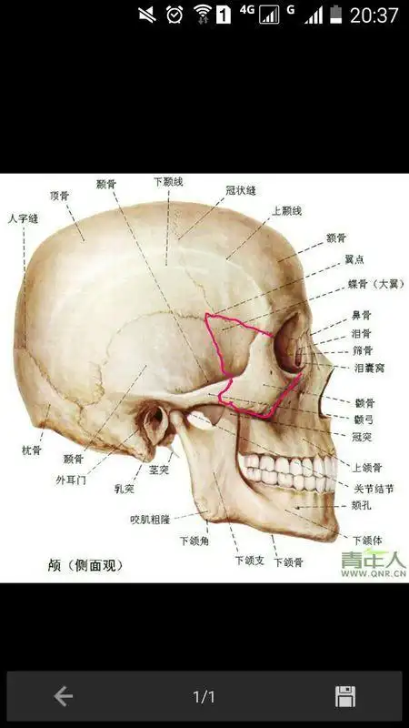 请帮我把蝶骨的部分涂色(图片编辑)