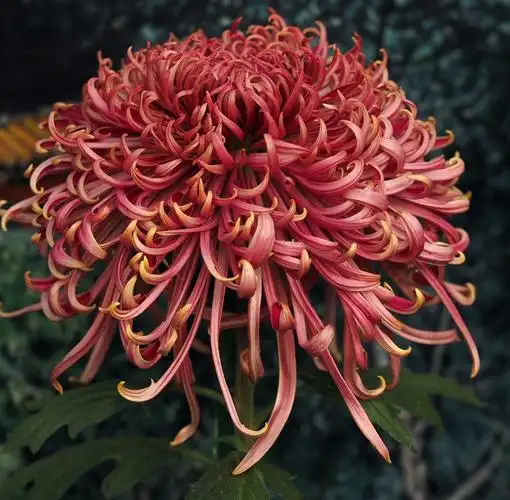 今秋北京北海公园举行菊花展,各色名贵品种菊花争奇斗艳,美