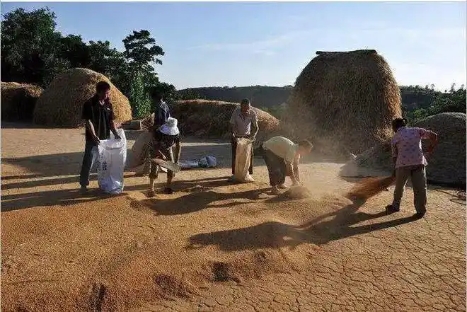 小时候周至农村收麦子的场景勾起了童年的回忆