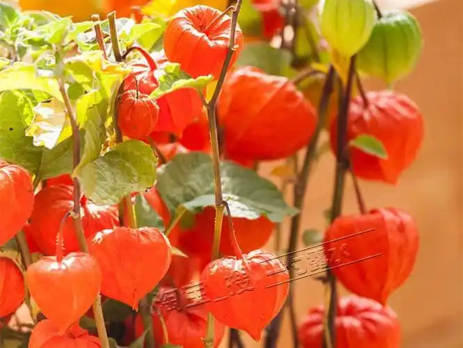 野生锦灯笼种子金山红黄姑娘红灯笼甜姑娘果种孑四季种籽姑娘果种 红