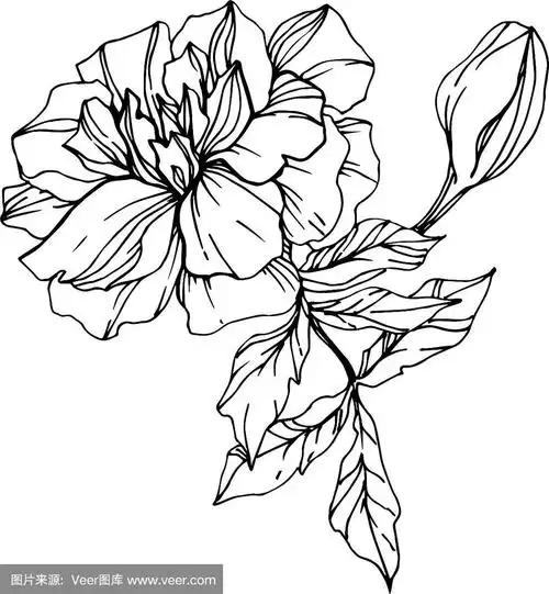 万寿菊花,植物花黑色