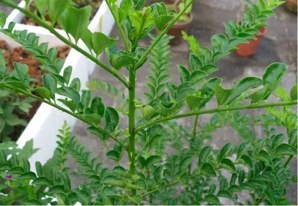 想知道这种带刺的树叫什么名字?