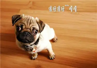 眼神在瞪人的八哥幼犬狗狗图片