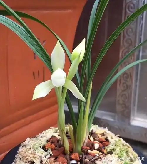 云南山上发现一株"极品"兰花,颜值超高,花叶俱美,见到别手软