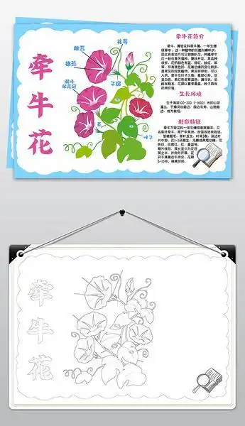 牵牛花植物生长过程分解手抄报小报电子模板