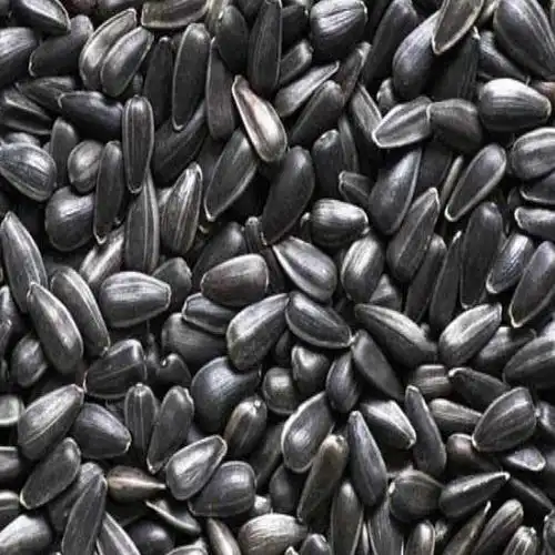 聪明黑珍珠葵花籽2500g网红办公室百吃不厌休闲零食瓜子