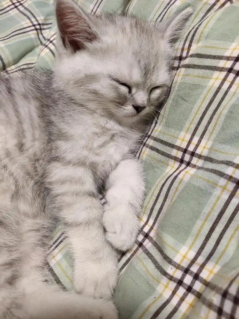 英短鱼骨纹渐层幼猫.