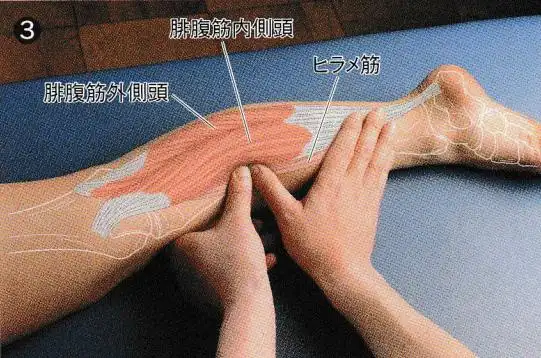 康复触诊新章节92腓肠肌内侧头下