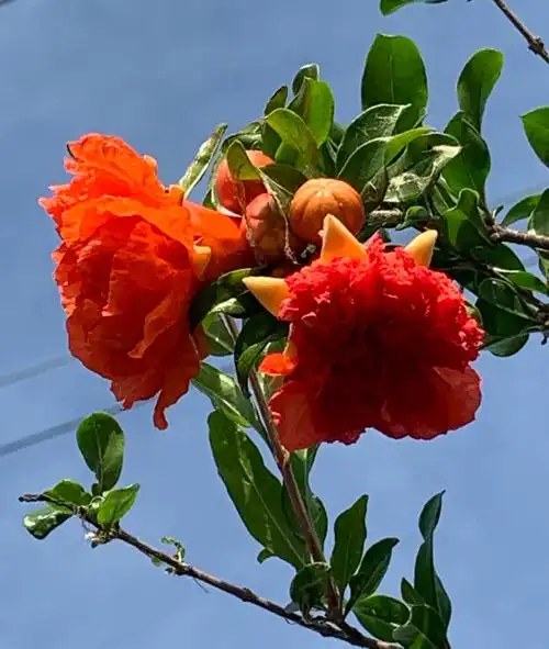 石榴花开红似火