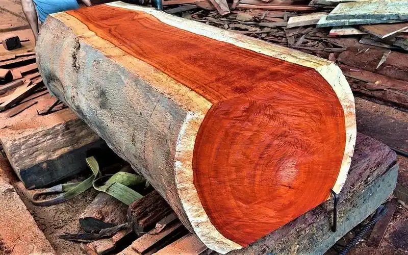 锯木厂木材切割 - 用大圆锯切割红酸枝木块