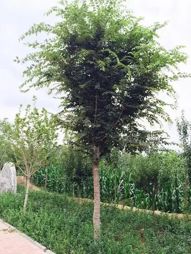 榉树--中举之树